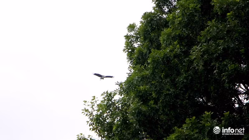 Hiện nay, số lượng Già đẫy Java ở Việt Nam đang bị giảm sút nghiêm trọng do nơi làm tổ và nơi kiếm ăn bị thu hẹp vì các hoạt động kinh tế của con người như mở rộng các vùng đất nông nghiệp, đặc biệt là nạn cháy rừng tràm ở vùng Đồng bằng sông Cửu Long.