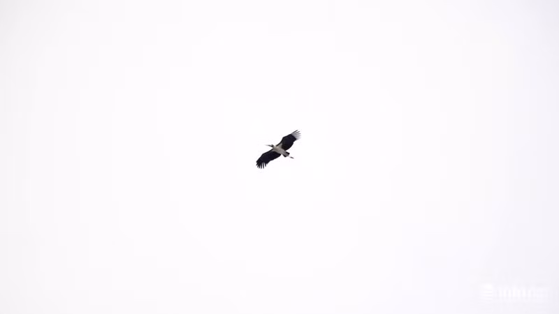 Ngày 6/11 nhiều người dân quanh khu vực Thảo Cầm Viên, phường Bến Nghé, quận 1 rất ngạc nhiên khi thấy vùng trời xuất hiện 3 con chim lớn quý hiếm liên tục chao qua chao lại nhiều vòng. Một số người đã thốt lên rằng "chim đại bàng" khi nhìn thấy đầu cánh những chú chim này bị "rách".