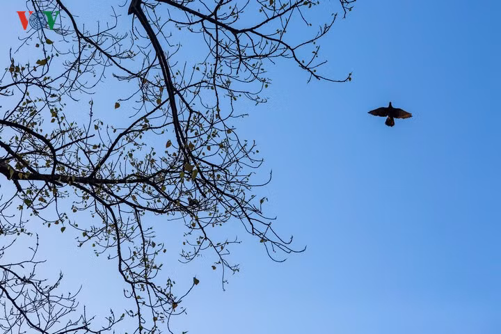 Tự do và yên bình ở Yagon.