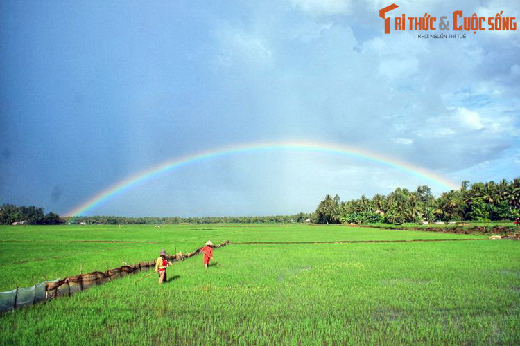 Ngược dòng lịch sử, Quảng Ngãi vốn thuộc phủ Tư Nghĩa, thừa tuyên Quảng Nam, được hình thành sau khi nhà Lê mở rộng bờ cõi về phía Nam. Năm 1602, phủ Tư Nghĩa đổi thành phủ Quảng Nghĩa. Ảnh: Đồng lúa ở Đức Phổ, Quảng Ngãi.