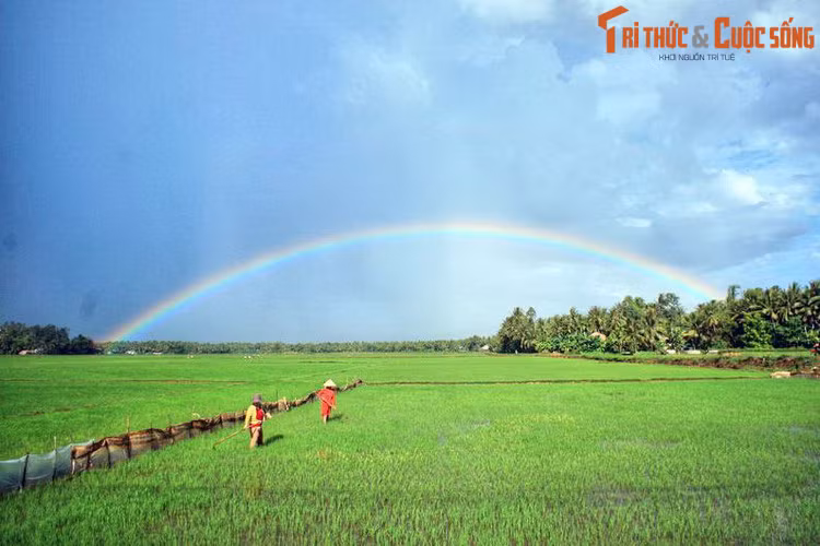 Ngược dòng lịch sử, Quảng Ngãi vốn thuộc phủ Tư Nghĩa, thừa tuyên Quảng Nam, được hình thành sau khi nhà Lê mở rộng bờ cõi về phía Nam. Năm 1602, phủ Tư Nghĩa đổi thành phủ Quảng Nghĩa. Ảnh: Đồng lúa ở Đức Phổ, Quảng Ngãi.