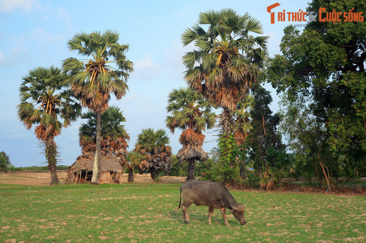 Các nguồn sử liệu cũng nhắc đến Hà Tiên qua những tên gọi khác nhau như Phương Thành, Phù Dung, Mũi Nai, Mang Khảm... mà mỗi tên gọi lại có một nguồn gốc hình thành khác nhau. Ảnh: Khung cảnh đồng quê Hà Tiên.