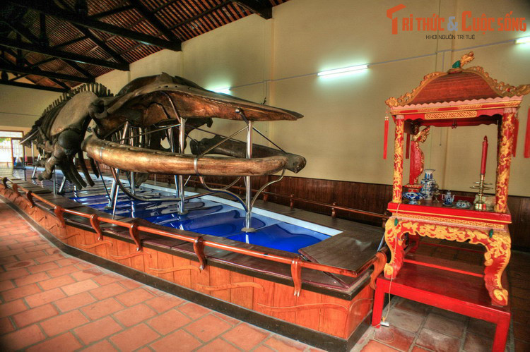 Trong cổ sử Việt, tên gọi Phan Thiết được ghi nhận từ cuối thế kỷ 17, khi Phan Thiết trở thành một đạo thuộc dinh Bình Thuận. Nhưng không văn bản nào chỉ rõ phạm vi của đạo Phan Thiết thời đó. Ảnh: Hài cốt cá Ông ở dinh vạn Thủy Tú, Phan Thiết.