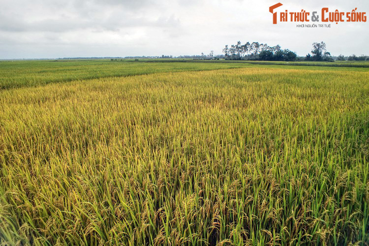 Theo bài viết “Khám phá Tứ Bàn (bài 1): Làng xưa” đăng trên báo Quảng Nam thì Tam Kỳ đã chính thức trở thành địa danh hành chính vào năm 1767, dưới triều vua Lê Hiển Tông. Ảnh: Đồng lúa ở Tam Kỳ.