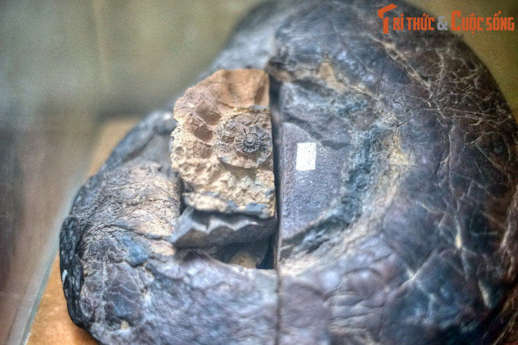 Hóa thạch động vật cổ sinh Discamphiceras tongdzuyi kỷ Jura hạ, thu thập được ở tác Đray Linh, gần Buôn Ma Thuột, Đăk Lawk năm 1983.