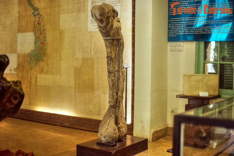 Phiên bản hóa thạch xương đùi khủng long Titanosaurus falloti, khai quật ở Hạ Lào năm 1935, một hiện vật ấn tượng của Bảo tàng Địa chất.