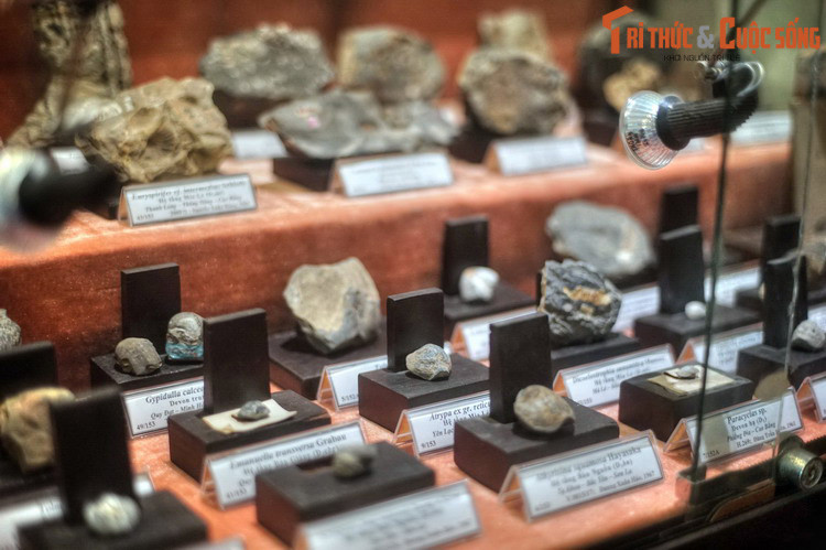 Ngoài mẫu vật trong nước, Bảo tàng còn sở hữu nhiều mẫu vật quý có nguồn gốc từ nước ngoài.