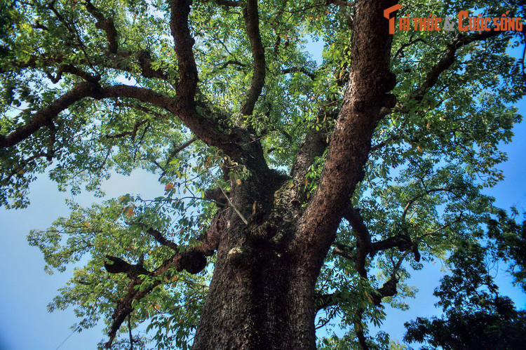 Về lại Thăng Long, Khánh Dư và Quỳnh Trân lại có cơ hội gặp nhau. Tình cũ còn mặn nồng, họ lại quấn quýt không rời, đến nỗi chính sử phải chép: “Rút cuộc Khánh Dư cũng không sửa được lỗi lầm cũ”. Tuy nhiên, mối tình lạc lối này không tồn tại được lâu dài.