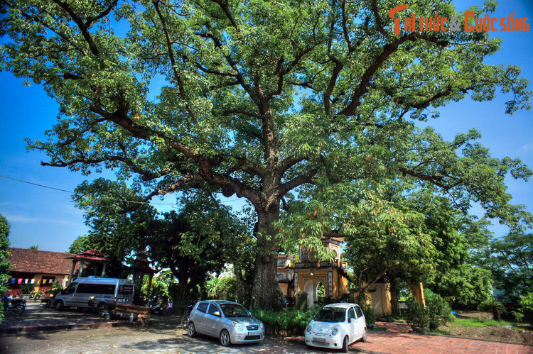 Trần Khánh Dư phải lui về thái ấp của phụ thân ở Chí Linh, Hải Dương, ngày ngày đội nón lá mặc áo ngắn đi bán than để che giấu thân phận của mình. Còn Quỳnh Trân bị nhà chồng trả về sống tại cung riêng.