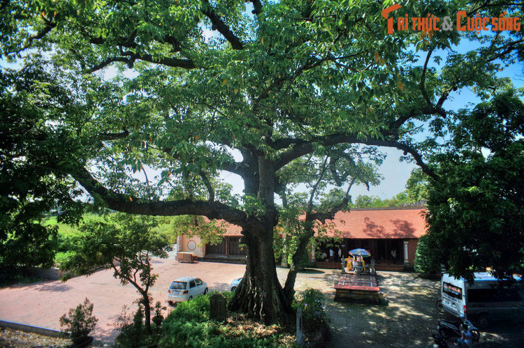 Theo sử liệu cũ, công chúa Trần Quỳnh Trân (? - 1308) là con vua Trần Thánh Tông và cung phi Vũ Thị Ngọc Lan. Bà cũng là chị ruột của vua Trần Nhân Tông. Tương truyền, Quỳnh Trân xinh đẹp và hiền dịu nên rất được vua cha yêu quý.