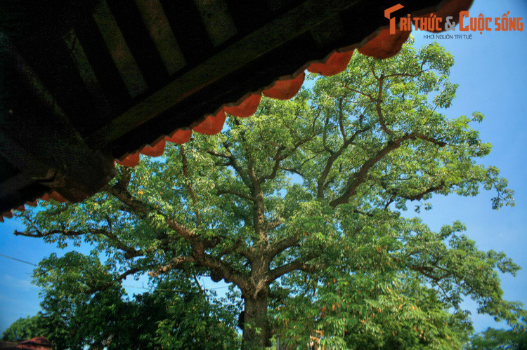 Mệt mỏi với điều tiếng bủa vây, không lâu sau khi tái ngộ tình cũ, Quỳnh Trân đã lập am tu hành ở nơi mà ngày nay là đền Mõ. Trước đền còn một cây gạo cổ thụ mà theo lời kể được truyền loại, cây do chính tay nàng công chúa nhà Trần trồng năm 1284 - một năm sau ngày bà về đây lánh đời...