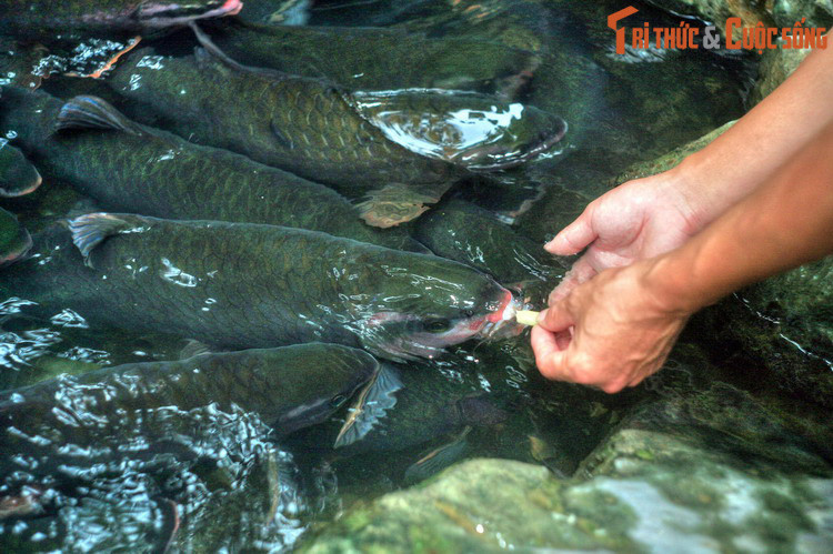 Để tránh vấn đề kỵ húy, nhiều văn bản thời này chỉ gọi chung Thanh Hóa là “tỉnh Thanh”. Đến năm 1843, vua Thiệu Trị cho đổi “Thanh Hoa tỉnh” thành “Thanh Hoá tỉnh”. Những rắc rối của chuyện kỵ húy đến đây kết thúc. Ảnh: Suối cá thần ở Cẩm Thủy, Thanh Hóa.
