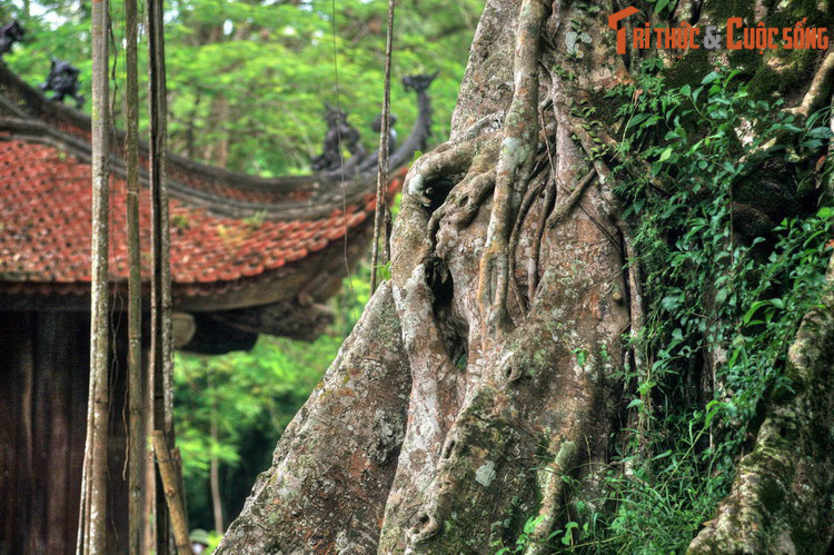 Giai đoạn sau đó, tên gọi Thanh Hóa thay đổi nhiều lần. Thời Hậu Lê, năm 1466, Thừa Tuyên Thanh Hóa được lập, đến năm 1469 lại đổi thành Thừa Tuyên Thanh Hoa. Kể từ đó hai cái tên Thanh Hóa và Thanh Hoa thường được chuyển đổi qua lại. Ảnh: Cố đô Lam Kinh ở Thọ Xuân, Thanh Hóa.