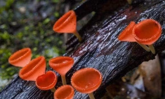 Vi sao goi rung mua nhiet doi la 