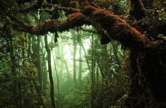 Vi sao goi rung mua nhiet doi la 