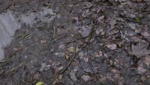 Vi sao goi rung mua nhiet doi la 