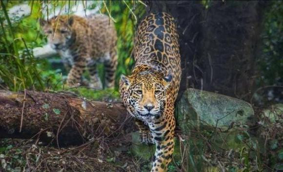 Vi sao goi rung mua nhiet doi la 