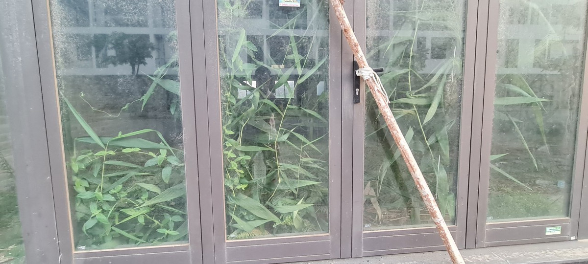 Shophouse tiền tỷ giờ biến thành "nhà kính trồng cỏ".