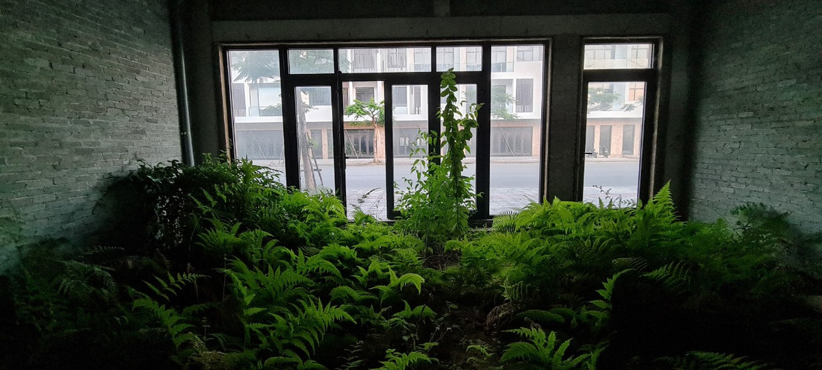 Cỏ mọc um tùm, nhiều nơi cao quá đầu người bên trong các căn shophouse.