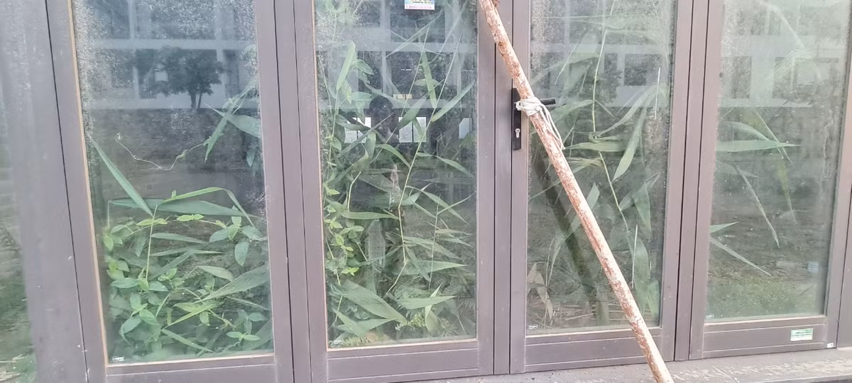 Ít ai ngờ dãy shophouse từng được giới thiệu có mặt tiền rộng 7,5m, diện tích khuôn viên 150 m2, xây 3,5 tầng rất phù hợp cho kinh doanh và an cư, giờ biến thành nhà kính trồng cỏ.