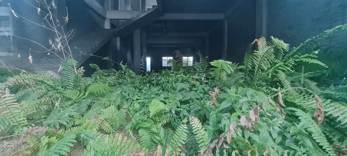 Cỏ mọc um tùm, xanh tốt bên trong các căn shophouse. Nhiều môi giới bất động sản cho biết, mặc dù giá bán và cho thuê đã giảm gần như "sập sàn" vẫn không có giao dịch.