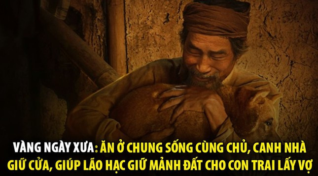 Cung la vang, nhung kieu mua gay sot ngay via Than tai-Hinh-10