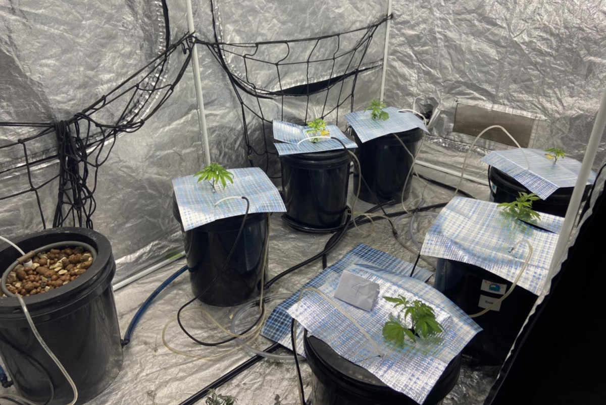 Tiếp tục kiểm tra phát hiện tại tầng 3 của căn nhà có 3 nhà lồng tự dựng bằng vải. Trong đó, lồng thứ nhất có 8 chậu bên trong mỗi chậu có trồng cây thảo mộc tươi (nghi là cần sa).