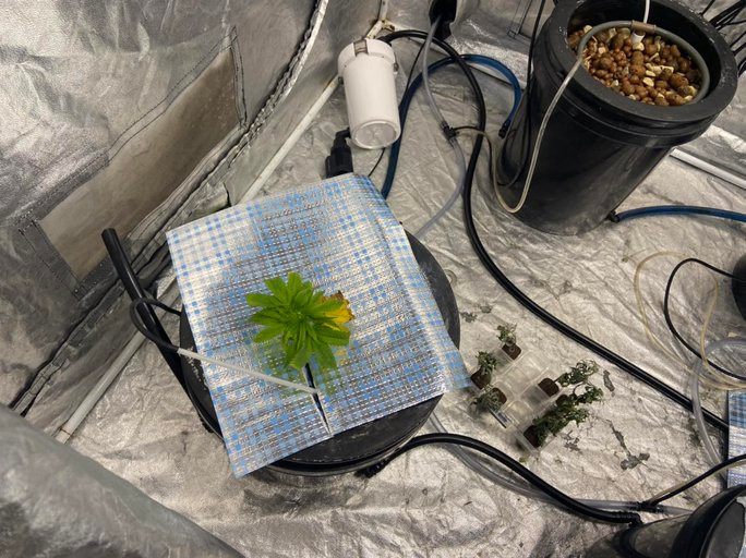 Ngoài ra còn phát hiện các khay nhựa chứa 7 cây thảo mộc khô và nhiều trang thiết bị như: quạt, đèn, chai, lọ đựng hóa chất phục vụ việc trồng cây thảo mộc nêu trên. Hiện Công an phường Phước Mỹ đang phối hợp các đơn vị nghiệp vụ liên quan của Công an quận Sơn Trà và Công an TP Đà Nẵng tiếp tục làm rõ vụ việc.