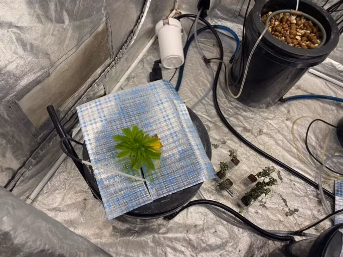 Ngoài ra còn phát hiện các khay nhựa chứa 7 cây thảo mộc khô và nhiều trang thiết bị như: quạt, đèn, chai, lọ đựng hóa chất phục vụ việc trồng cây thảo mộc nêu trên. Hiện Công an phường Phước Mỹ đang phối hợp các đơn vị nghiệp vụ liên quan của Công an quận Sơn Trà và Công an TP Đà Nẵng tiếp tục làm rõ vụ việc.