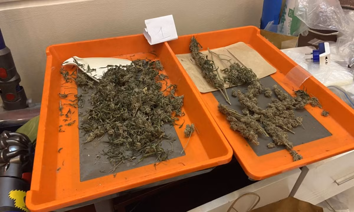 Qua kiểm tra phát hiện tại một căn hộ có 2 khay nhựa chứa loại thảo mộc khô nghi là cần sa cùng một số vật dụng dùng để trồng, sử dụng cần sa. Lúc này trong căn hộ có ông K.E (SN 1983, quốc tịch Nhật Bản đã đăng ký lưu trú tại đây từ ngày 29/6/2022) và bà S.N (SN 1987, cùng mang quốc tịch Nhật Bản).