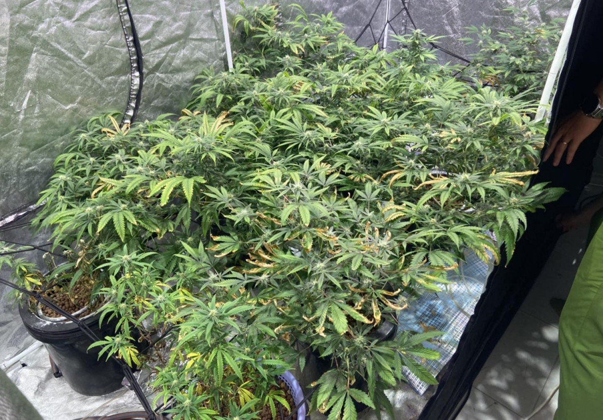 Lồng thứ hai có 19 thân, lá, hoa của cây thảo mộc khô (nghi là cần sa) và lồng thứ ba có chứa 7 chậu, trong mỗi chậu trồng 1 cây thảo mộc tươi.