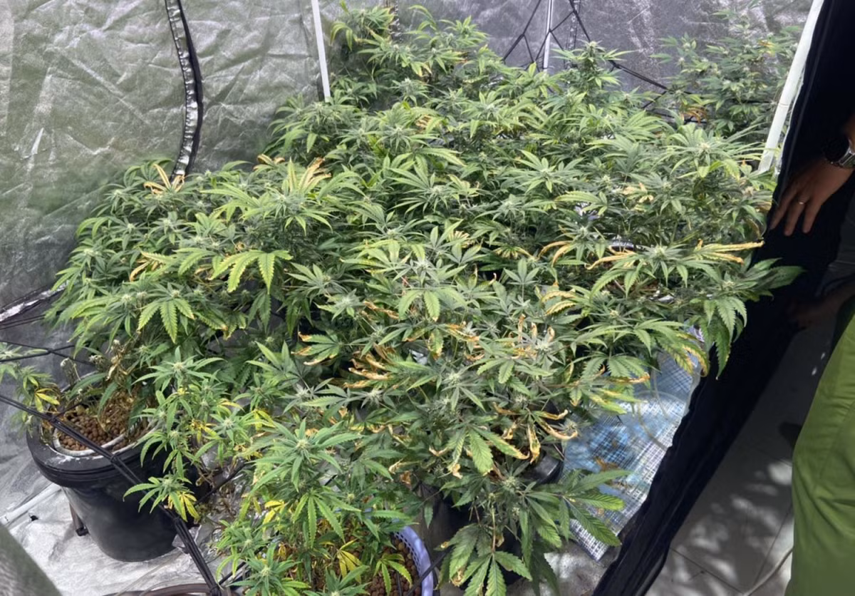 Lồng thứ hai có 19 thân, lá, hoa của cây thảo mộc khô (nghi là cần sa) và lồng thứ ba có chứa 7 chậu, trong mỗi chậu trồng 1 cây thảo mộc tươi.