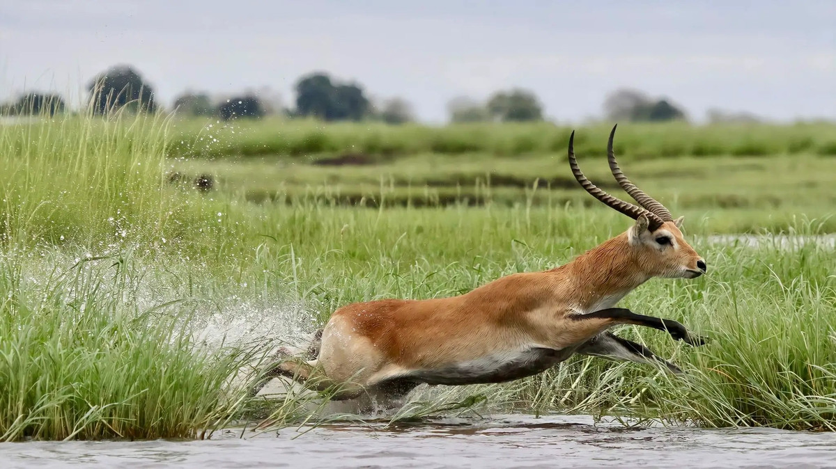 Man ruot duoi toc do cao giua ca sau va linh duong tren song-Hinh-2