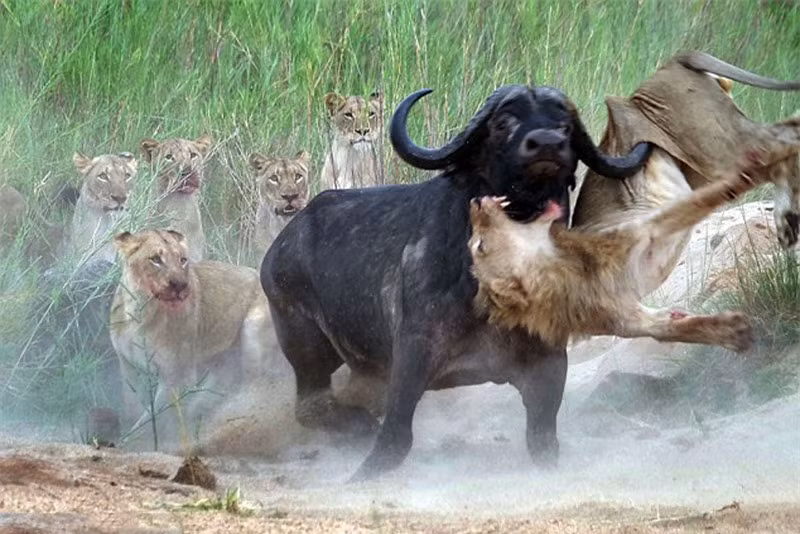 Bị con trâu rừng húc thủng bụng, “lãnh chúa vùng đồng cỏ” đã tỏ ra cực kỳ đau đớn.