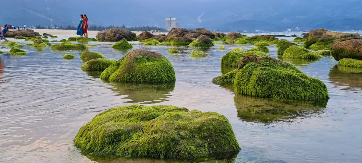 Nam Ô mùa này nhìn ở góc nào cũng đẹp.