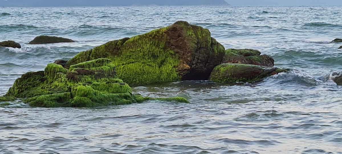 Với những người dân Nam Ô, đây chính là một món quà quý giá mà thiên nhiên ban tặng.