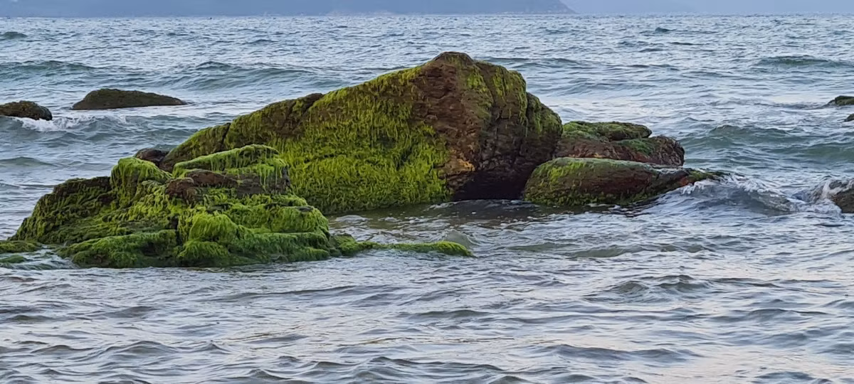 Với những người dân Nam Ô, đây chính là một món quà quý giá mà thiên nhiên ban tặng.