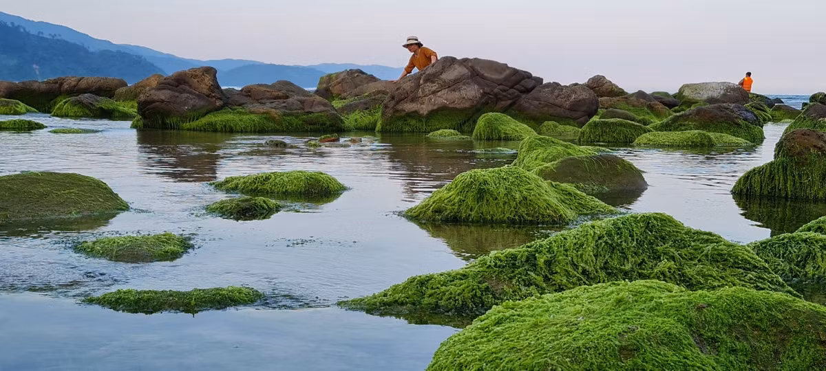 Đá ngâm mình trong nước, rêu bám lấy thân đá sinh sôi. Những khi thủy triều xuống thấp, bãi đá nơi đây lộ diện những mảng rêu xanh mượt tạo nên một khung cảnh đẹp như phim.