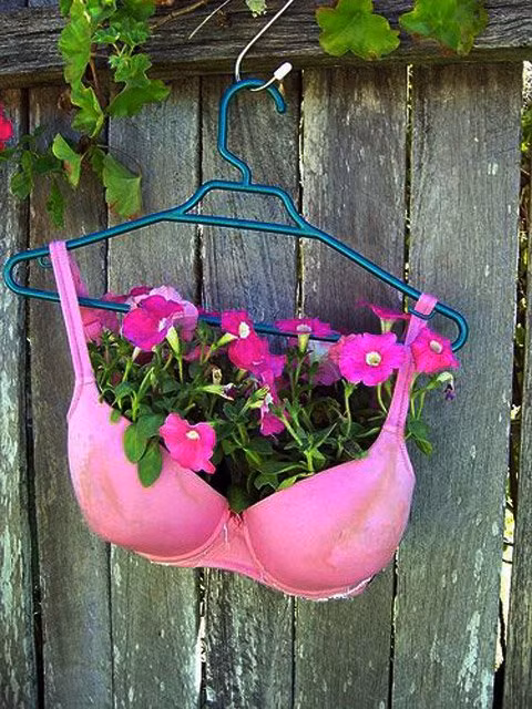 Những chiếc áo lót không sử dụng tới nữa tưởng chừng chỉ có thể vứt đi. Nhưng không, bạn hoàn toàn có thể sử dụng chúng để trồng cây bằng cách đổ đầy đất vào đó và gieo hạt, chẳng phải chúng thoát nước cũng rất tốt đó sao.