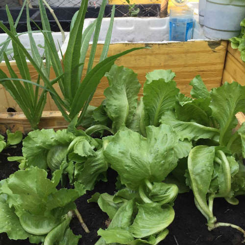 Xanh mướt một góc vườn.