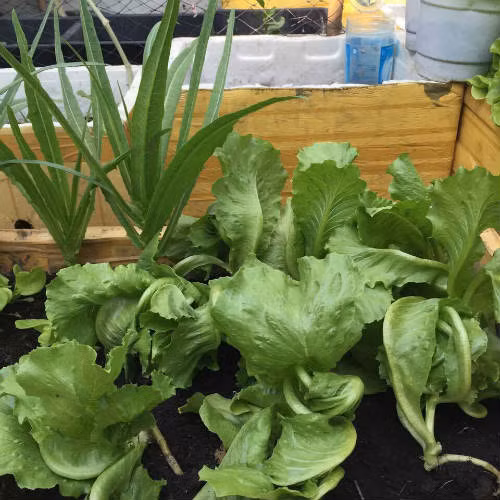 Xanh mướt một góc vườn.