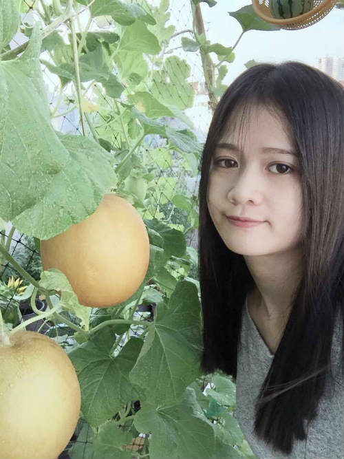 Bởi thế mà những thùng rau xanh mướt, xuất hiện trên sân thượng của tòa nhà cao tầng giữa lòng thành phố vẫn luôn khiến người ta phải trầm trồ khi ngắm nhìn. Giàn dưa lưới của 9X Sài Thành, Lý Hồng Kiều (sinh năm 1992, làm ngành dược) cũng nằm trong số đó.