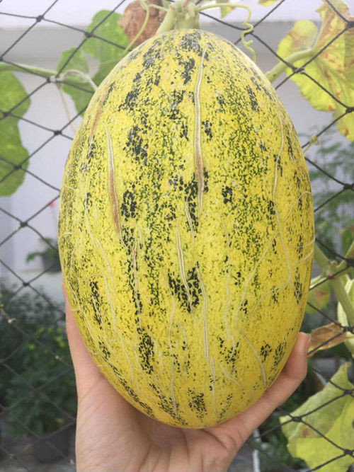 Tuy vậy, để có được giàn dưa lưới “đã mắt” như thế, cô nàng Sài thành cũng phải tốn không ít công sức. Hồng Kiều chia sẻ bí quyết trồng dưa lưới của mình: “Trồng dưa lưới, điều cực kỳ quan trọng là làm đất để cho cây có đủ dinh dưỡng. Mình thường trộn 1 đất : 1 trấu :1 phân bò ủ hoại : 0.2 lân cho cây ăn trái lúc nhỏ. Bên cạnh đó, phải chọn cây ươm khỏe mạnh để cây ít bị sâu bệnh xâm hại khi phát triển. Hàng tuần, ngoài việc bón phân phải xịt ngừa bọ trĩ bằng nước rửa chén cùng với tỏi và ớt. Thường xuyên kiểm tra mặt lá của cây xem có nhện đỏ không để kịp thời xử lý”.