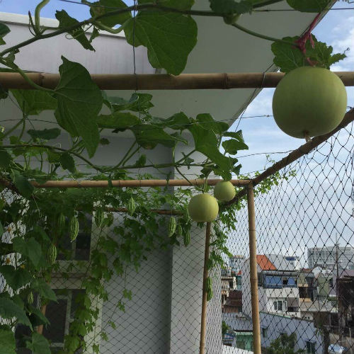 Giàn dưa xanh mướt, quả san sát nhau.