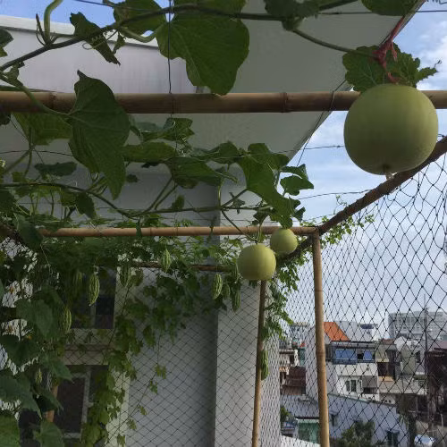 Giàn dưa xanh mướt, quả san sát nhau.