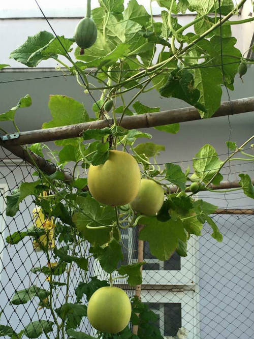 Nghĩ là làm, cô gái trẻ bắt đầu đưa đất và thùng xốp lên sân trường để trồng cây. Vì công việc vận chuyển khá vất vả mà lại chỉ có một mình nên cô nàng làm theo phương châm “kiến tha lâu cũng đầy tổ”.