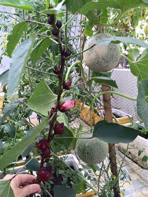 Ngay lứa dưa đầu tiên đã cho cô nàng Sài thành thu hoạch lớn. Với ba thùng xốp trồng dưa, Hồng Kiều không chỉ đáp ứng được sở thích ăn dưa lưới của gia đình mà còn có dư để biếu hai bên nội, ngoại. “Mình nhớ nhất cái ngày được thu hoạch dưa, cầm trái dưa lưới đầu tiên vào khoe gia đình mình mừng đến rơi nước mắt. Cuối cùng, bao công sức chăm nom cũng cho ra thành quả. Nhờ vào việc tự trồng dưa mà mình được thưởng thức nhiều loại dưa ít bán ngoài thị trường như: Bảo Khuê, Chu Phấn, Thiên Mật, Kim cô Nương, Bạch Tuyết… Dưa vừa to lại vừa ngọt, thơm và quan trọng nhất là sạch và an toàn”, Hồng Kiều chia sẻ.