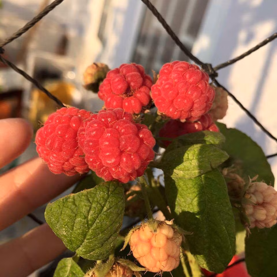 Trên sân thượng, Hồng Kiều còn trồng được nhiều loại rau, quả khác.