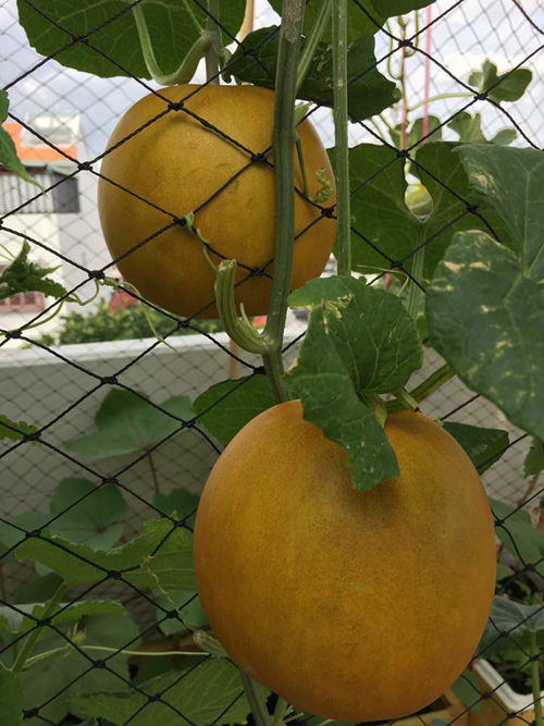 Vì phải đi làm nên cô nàng Sài thành thường lên chăm cây vào lúc sáng sớm và chiều tối. Sau 1 năm bắt tay vào trồng rau quả, Hồng Kiều và gia đình không chỉ được ăn thực phẩm sạch mà mỗi lần ngắm nhìn giàn dưa lưới cùng hàng rau, củ, quả xanh mướt trên sân thượng, cô lại thấy hạnh phúc vì được gần gũi với thiên nhiên.