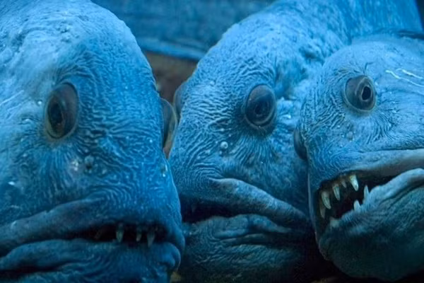 “Quai vat bien sau” than thien voi con nguoi